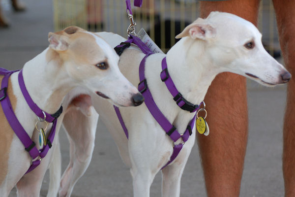 2009RDOD 21 Whippets